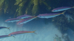 Decapterus muroadsi