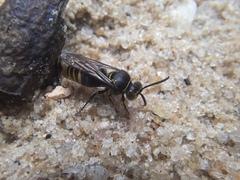 Bembecinus