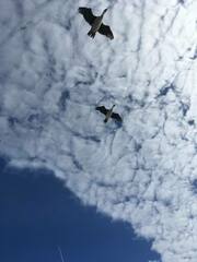 Leucocarbo georgianus