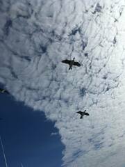 Leucocarbo georgianus