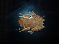 Polypedates megacephalus