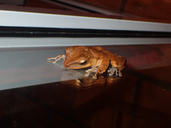 Polypedates megacephalus