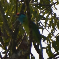 Psilopogon asiaticus