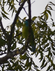 Psilopogon asiaticus