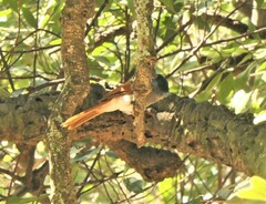 Terpsiphone viridis granti