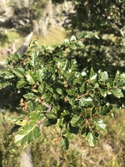 Nothofagus antarctica