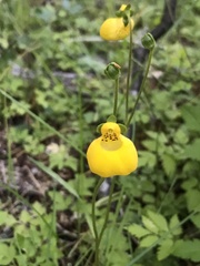 Calceolaria biflora