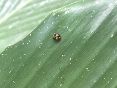 Hemisphaerius