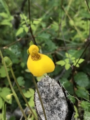 Calceolaria biflora