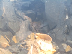 Arctocephalus galapagoensis