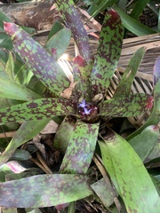 Neoregelia
