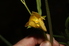 Ludwigia longifolia