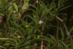 Solanum aviculare