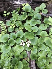 Dysopsis glechomoides