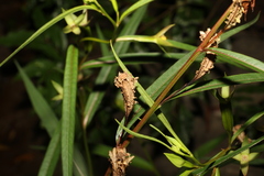 Ludwigia longifolia