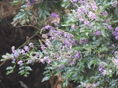 Lonchocarpus