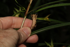 Ludwigia longifolia