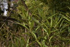 Solanum aviculare