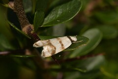 Chezala brachypepla