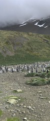 Aptenodytes patagonicus