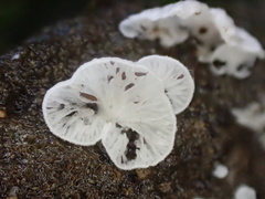 Clitopilus kamaka