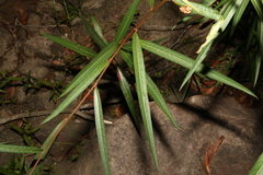 Ludwigia longifolia