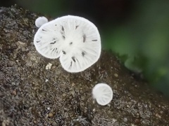 Clitopilus kamaka