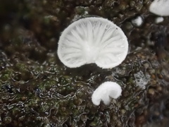Clitopilus kamaka