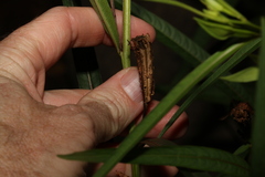 Ludwigia longifolia