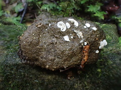 Clitopilus kamaka