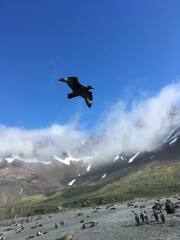 Stercorarius antarcticus