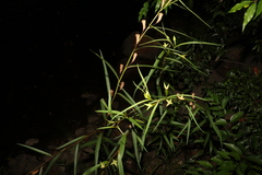 Ludwigia longifolia
