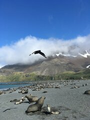 Stercorarius antarcticus