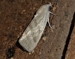Earias paralella