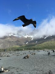 Stercorarius antarcticus