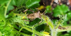 Elasmopoda