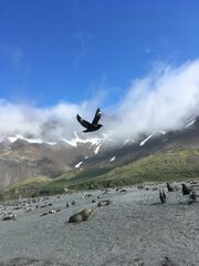 Stercorarius antarcticus