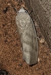 Earias paralella