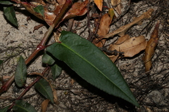 Persicaria strigosa
