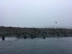 Stercorarius antarcticus