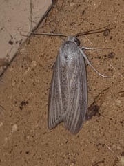 Prionopterina grammatistis