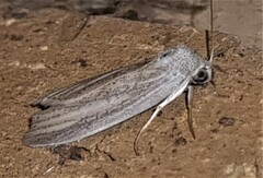 Prionopterina grammatistis