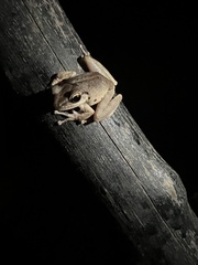 Polypedates megacephalus