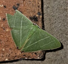 Urolitha bipunctifera