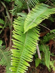 Dicranopteris nervosa