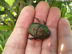 Sulcophanaeus leander