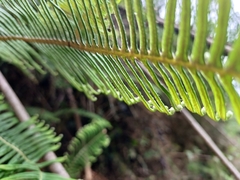 Dicranopteris nervosa