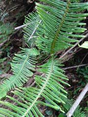 Dicranopteris nervosa