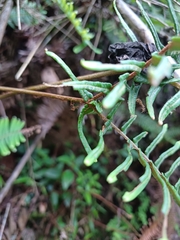Dicranopteris nervosa