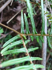 Dicranopteris nervosa